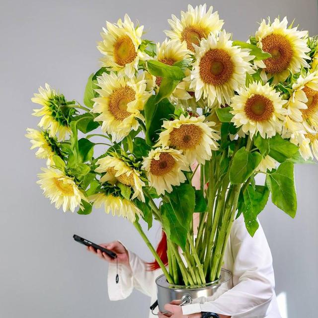 Подсолнух Yellow