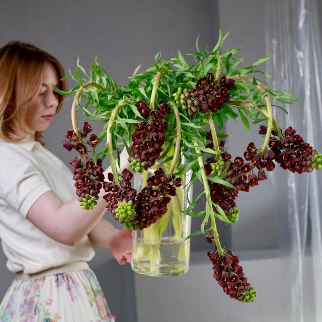 Фритиллярия Persica