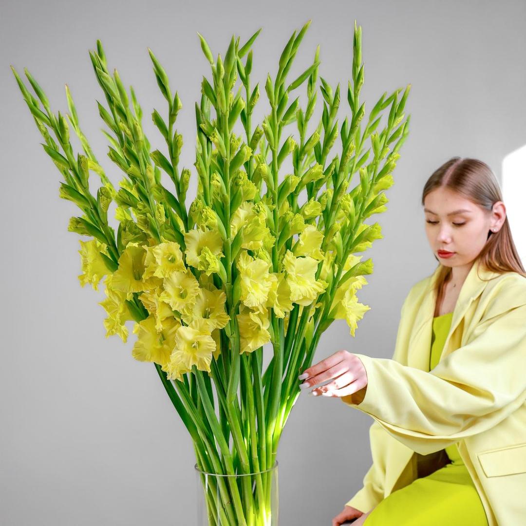 Гладиолус желтый