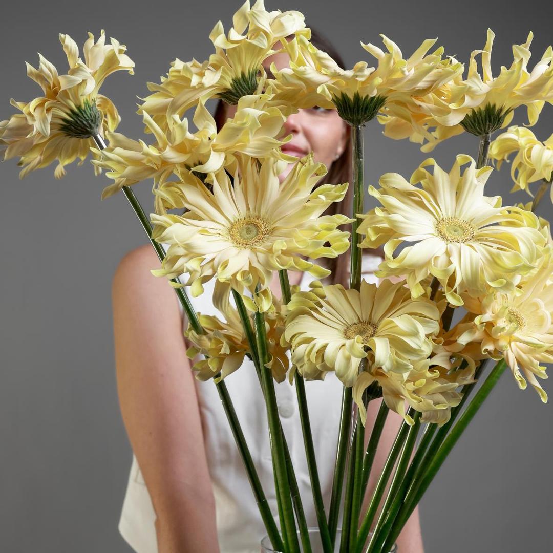 Гербера Pasta