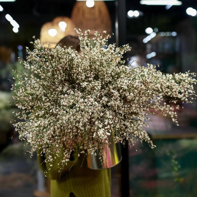 Гениста  (стоимость указана за банч)