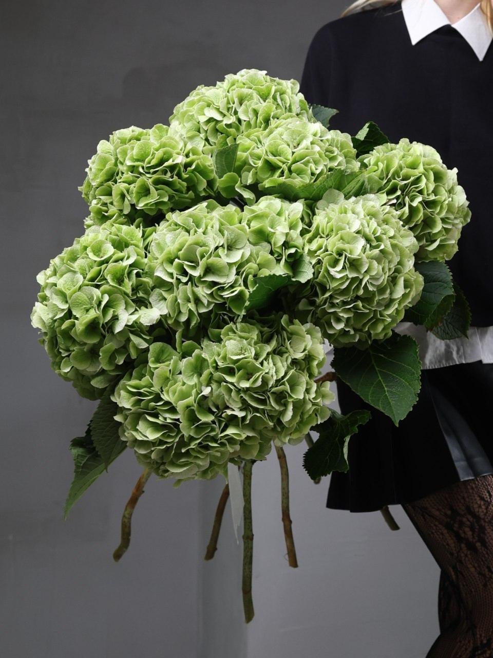 Гортензия GREEN