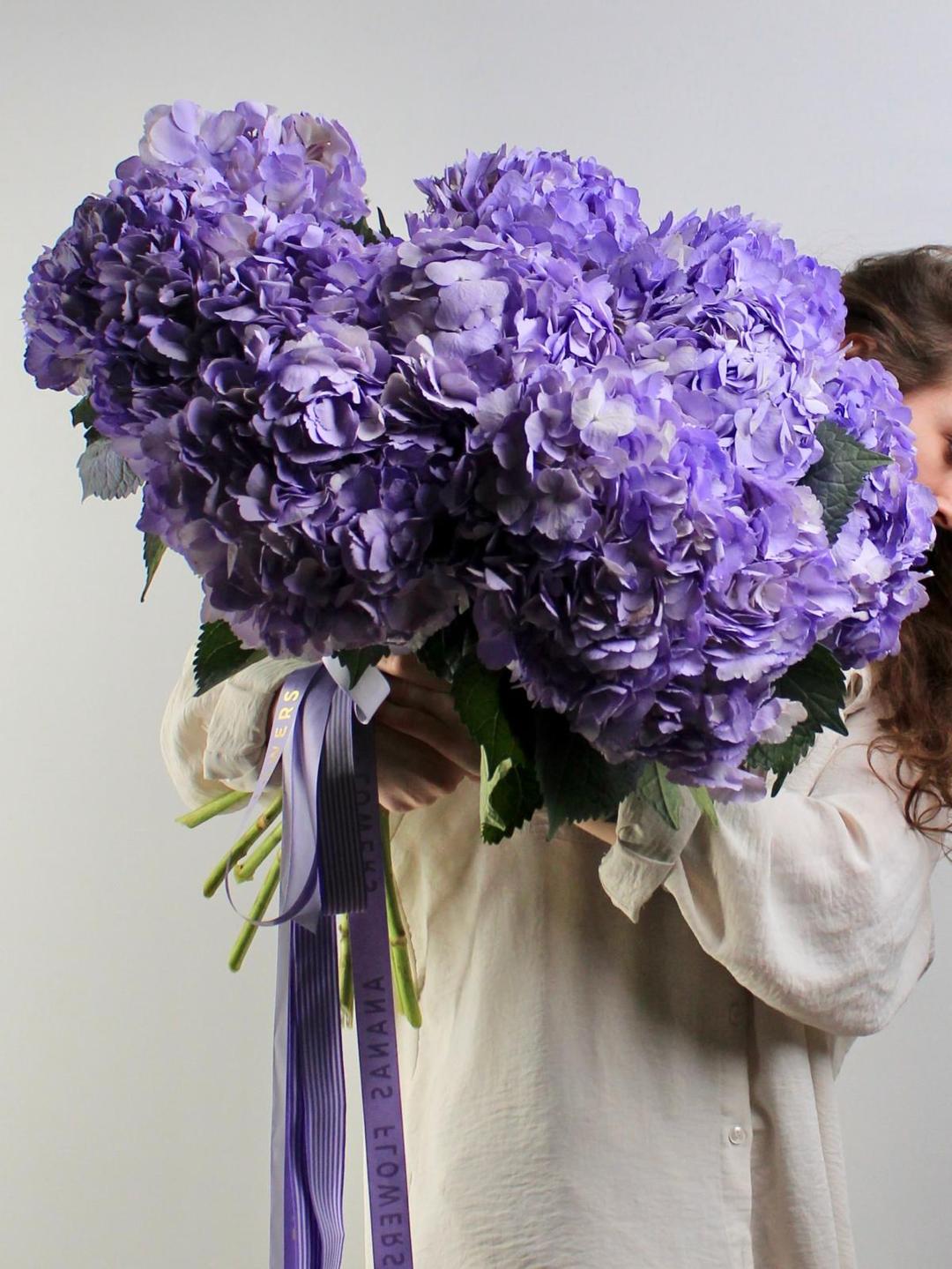 Гортензия Milka