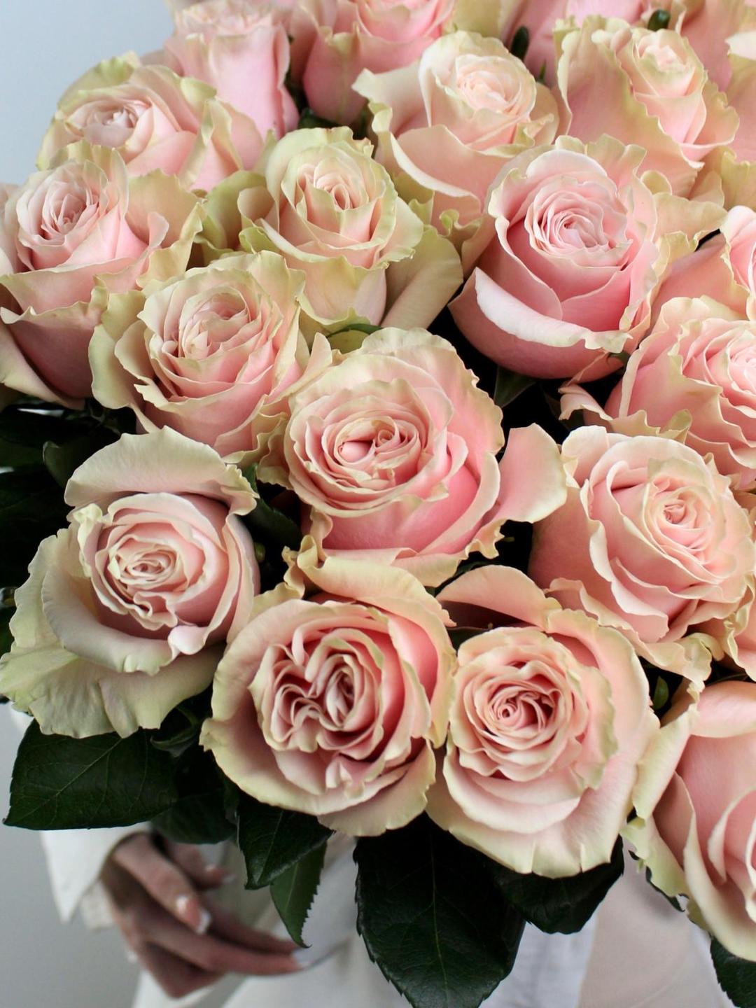 Роза Эквадор Pink Mondial 60 см