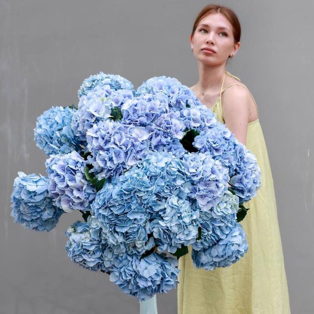 Гортензия Голландия