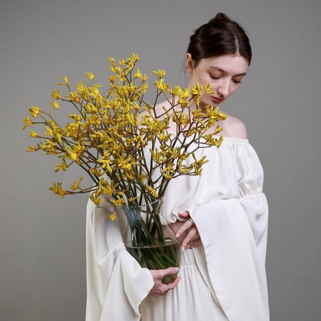 Анигозантос желтый