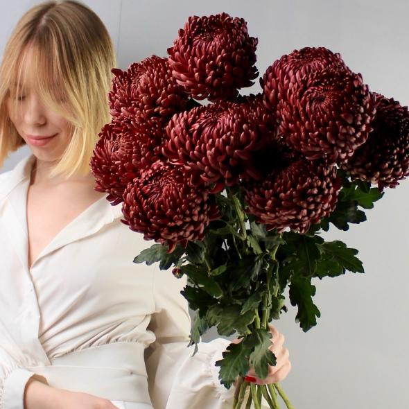 Хризантема Бигуди