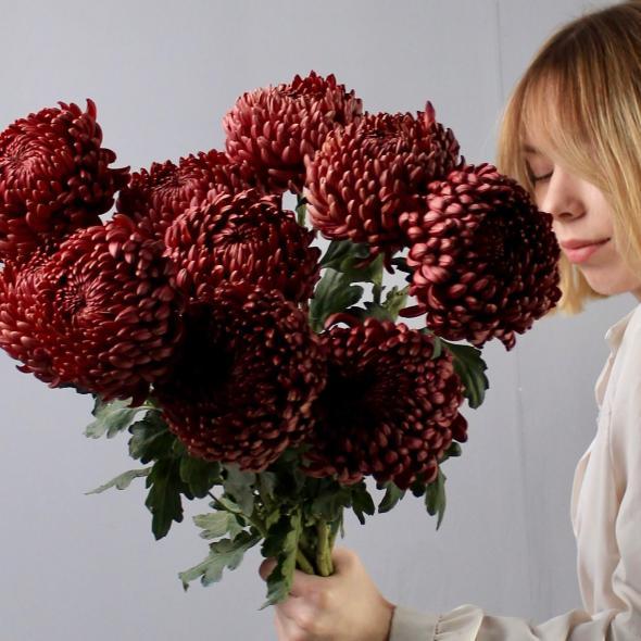 Хризантема Бигуди