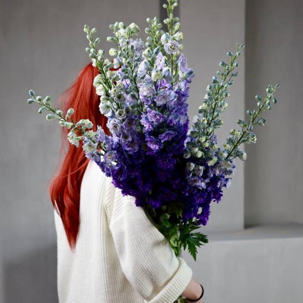 Дельфиниум