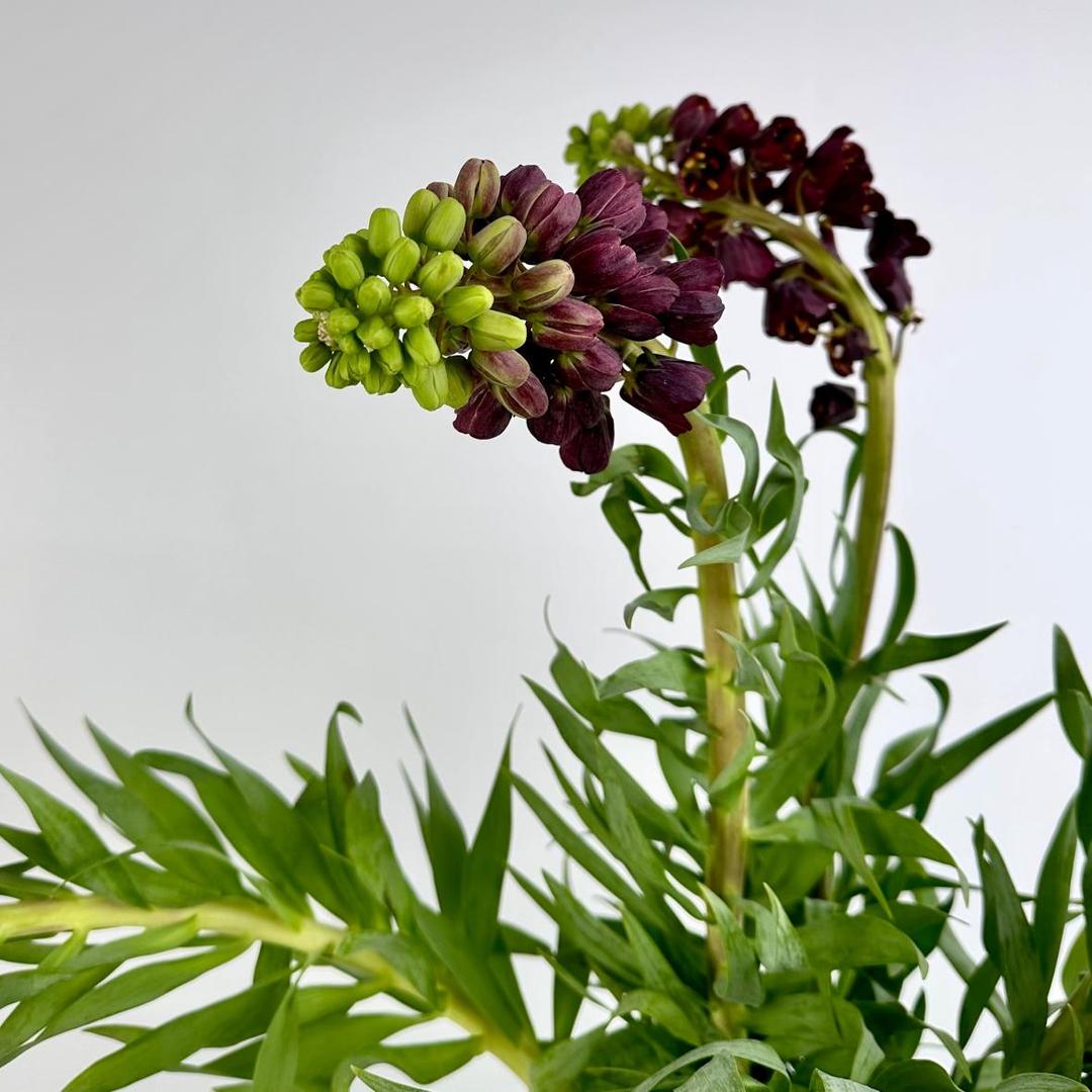 Фритиллярия Persica