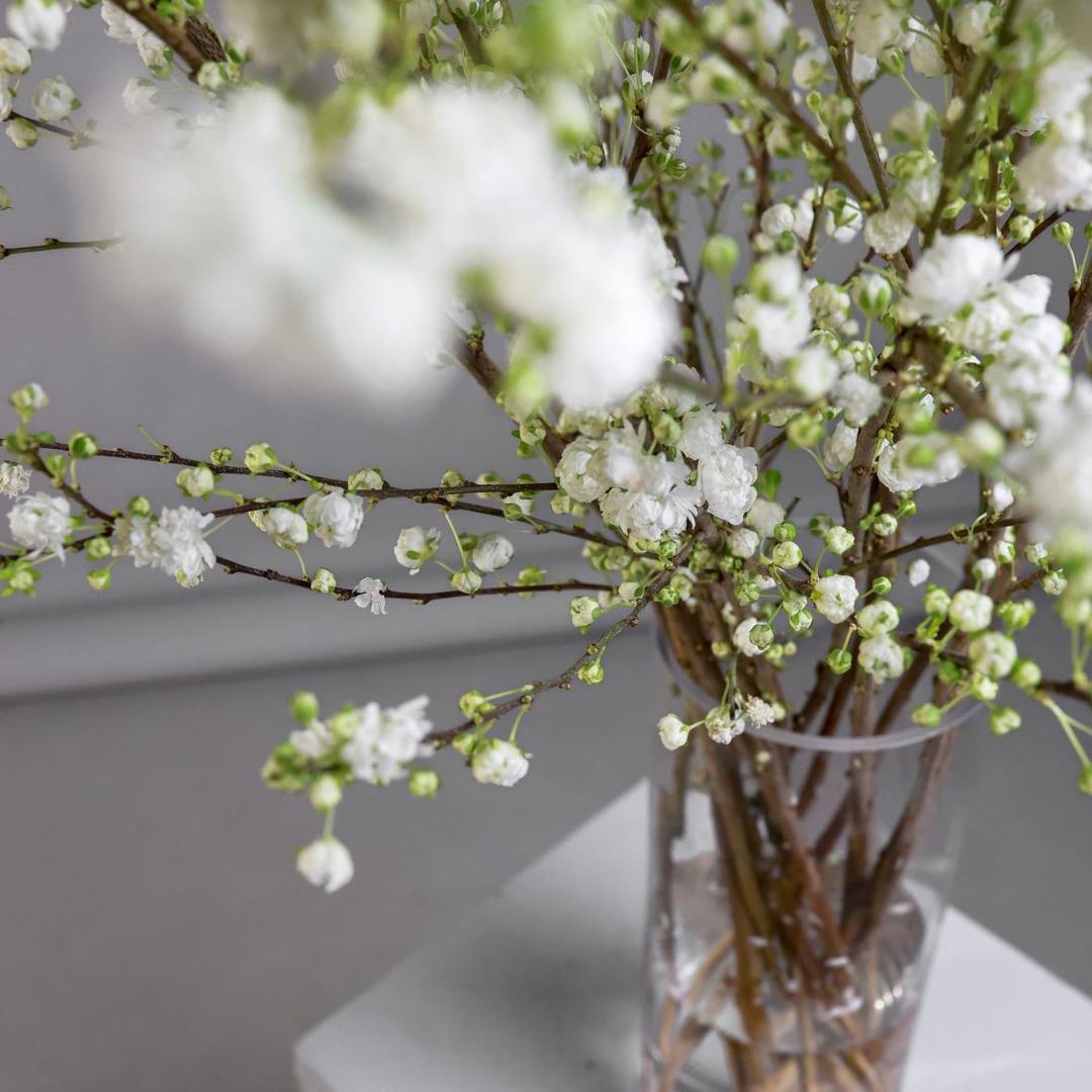 Прунус (нежно-розовый)