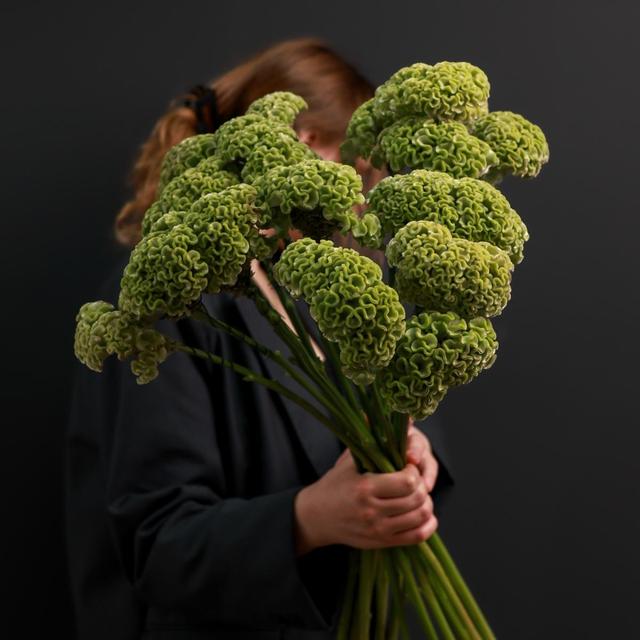 Целозия Целозия