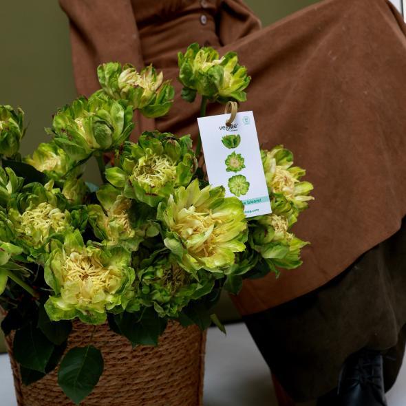 Роза сортовая VEGGIE